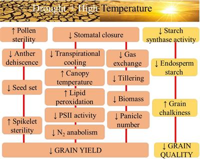 Physiological and molecular implications of multiple abiotic stresses on yield and quality of rice